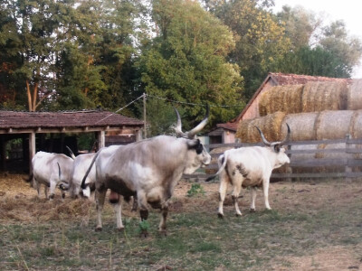 Farma Glavačević - Slukin