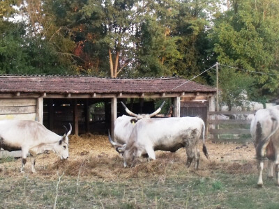 Farma Glavačević - Slukin