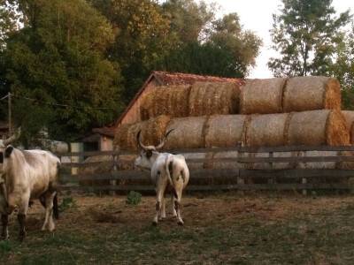 Farma Glavačević - Slukin
