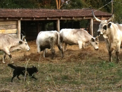 Bik sa svojim kravicama. a i Garica je tu