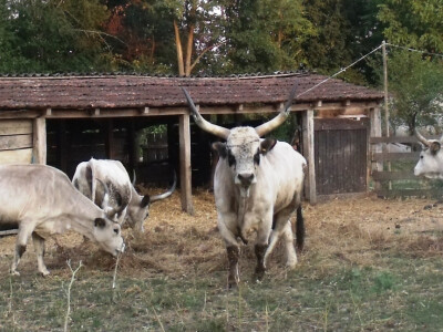 Pa sad ti njemu priđi