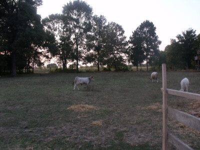 Podolac kod Glavačevića