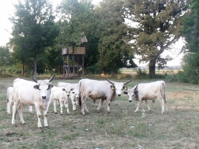 Podolac kod Glavačevića