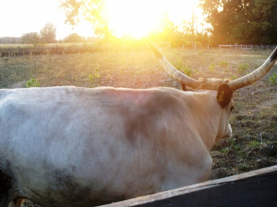 Farma Glavačević - Slukin