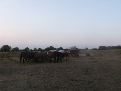Farma Glavačević - Slukin