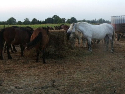 Farma Glavačević - Slukin
