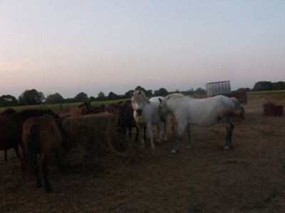 Farma Glavačević - Slukin