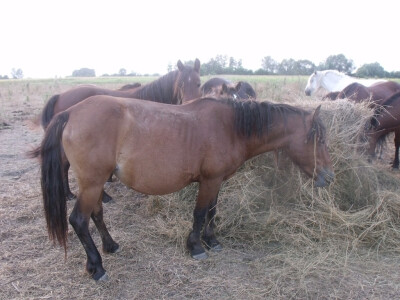 Farma Glavačević - Slukin