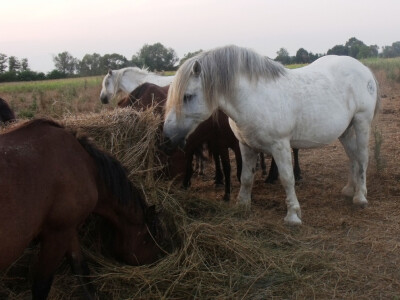 Farma Glavačević - Slukin