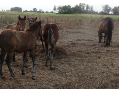 Farma Glavačević - Slukin
