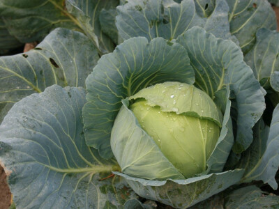 Timac ago - Dan polja kupusa