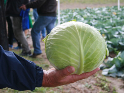 Timac ago - Dan polja kupusa