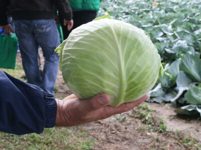 Timac ago - Dan polja kupusa