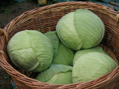 Timac ago - Dan polja kupusa