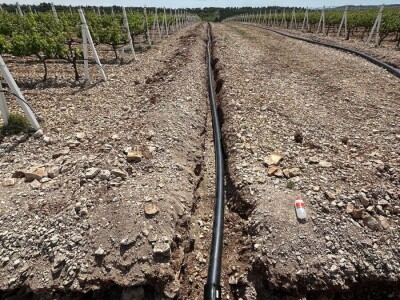 TOPLINSKI VAL - Kako je  Colićev sustav spasio vinograd Bože Bačića