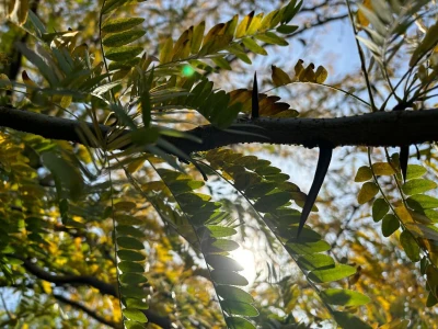 Kako napraviti šumu hrane