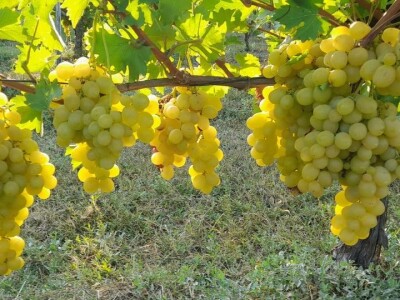 Glišići i ove godine izlagali najteže grozdove na Oplenačkoj berbi, foto: M. Lazarević