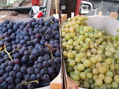 Glišići i ove godine izlagali najteže grozdove na Oplenačkoj berbi, foto: M. Lazarević