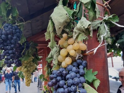 Glišići i ove godine izlagali najteže grozdove na Oplenačkoj berbi, foto: M. Lazarević