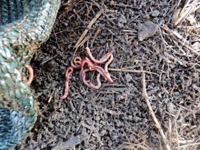 Zapravo crvene, a popularno proizvane kalifornijske gliste Zapravo crvene, a popularno proizvane kalifornijske gliste