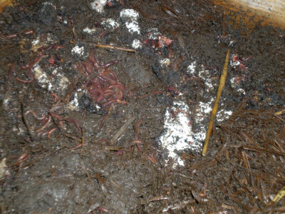 Kalifornijske gliste