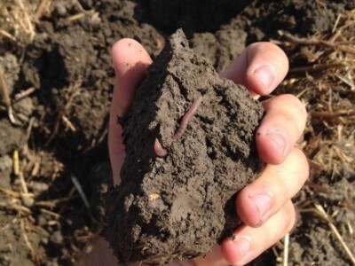 Gliste - dobar bioindikator