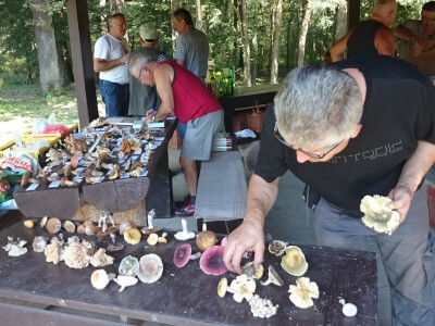 Determinacija gljiva