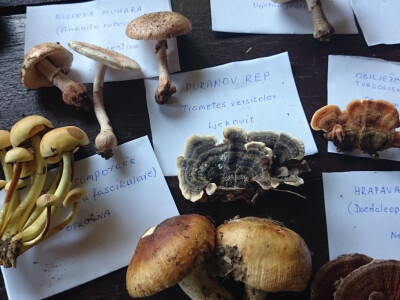 Puranov rep u sredini