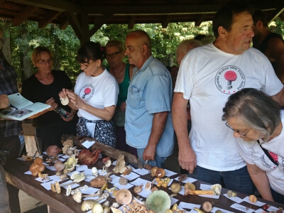 Ubrano 85 vrsta gljiva