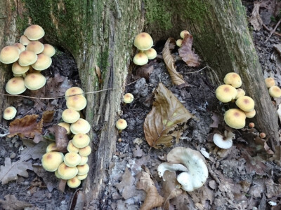 Sumporača, otrovna gljiva