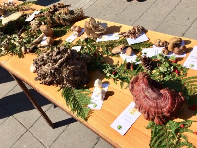 Gljive kao hrana i kao lek