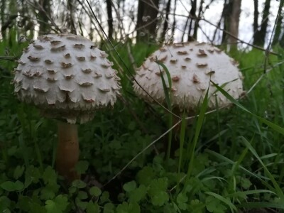 Gljive na našim livadama