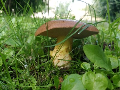 Gljive na našim livadama