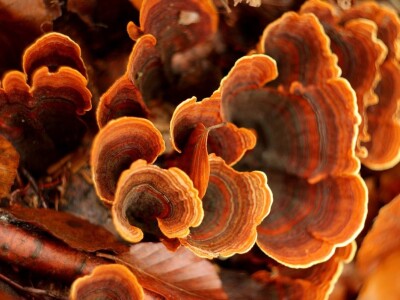 Gljive na našim livadama