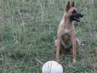 Gljive na našim livadama