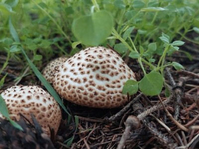 Gljive na našim livadama