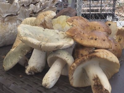 Gljive se kod nas malo koriste u ishrani