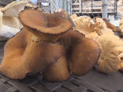 Gljive se kod nas malo koriste u ishrani