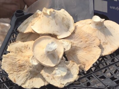 Gljive se kod nas malo koriste u ishrani