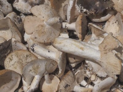 Gljive se kod nas malo koriste u ishrani