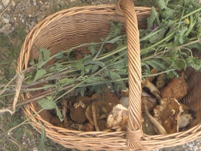 Gljive se kod nas malo koriste u ishrani