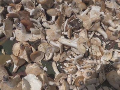 Gljive se kod nas malo koriste u ishrani