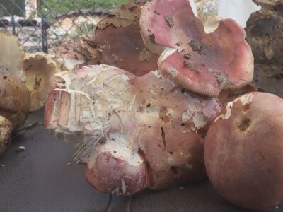 Gljive se kod nas malo koriste u ishrani