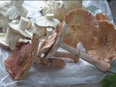 Jestive pečurke i njihove opasne dvojnice