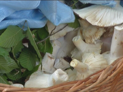 Jestive pečurke i njihove opasne dvojnice