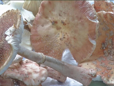 Jestive pečurke i njihove opasne dvojnice