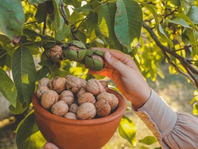 Globalna poljoprivreda