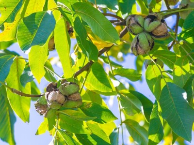 Globalna poljoprivreda