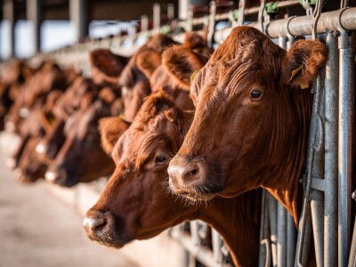 Globalna poljoprivreda