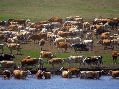 Globalna poljoprivreda